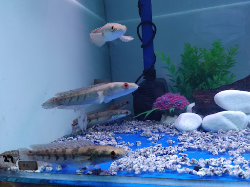 Aquarium & Pet Shop