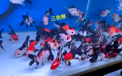 DL Aquatic and Pet SDN BHD