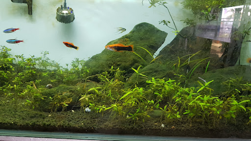 Sunshine Aquarium(Aquarium Shop In Kuching)