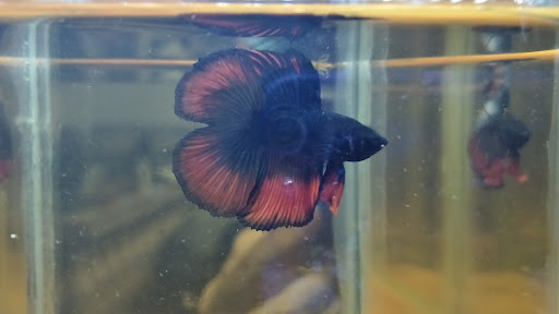 Poro Betta