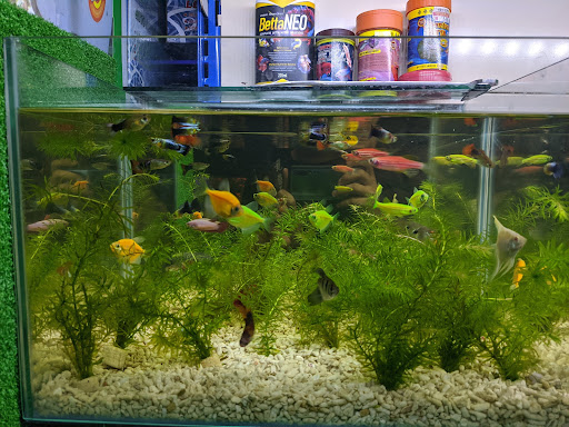 Sykt. Perniagaan Akuarium Yien King