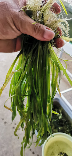 Guppy/Bloodworm seller