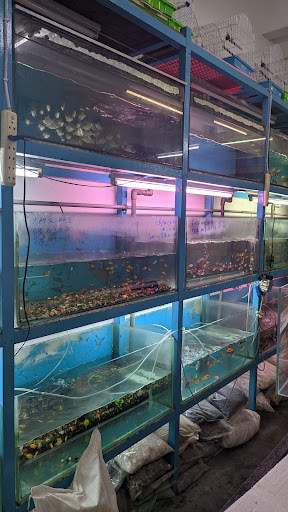 Natural Aquarium