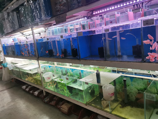 TL FISH&PET SHOP TL FISH&PET SHOP