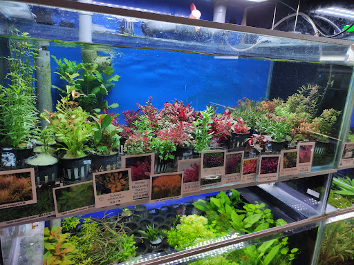 Natural Plant Aquarium