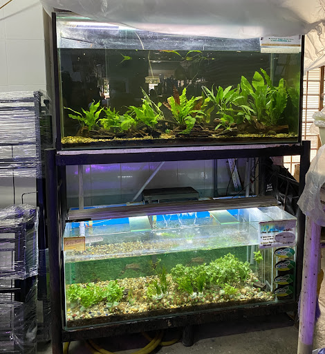 Akuarium Saujana Bukit Rahman Putra Sungai Buloh