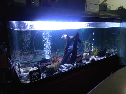 Kedai Akuarium dan Ikan Tempatan Kim Wah