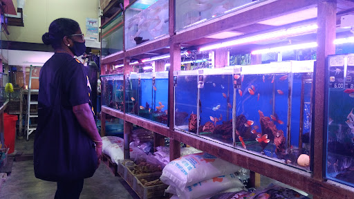 First Grade Aquarium