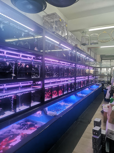 Kedai Akuarium Utama Klang Selangor