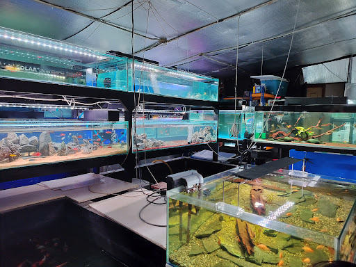 Aquatic Paradise Sdn. Bhd. HQ Kajang