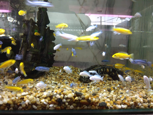 Amazing Aquarium Kajang Sg.Chua (opposite Petron, locate in the middle shop lot)