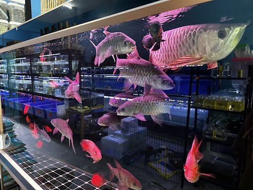 Jomikan Aquatics & Aquarium Adenium