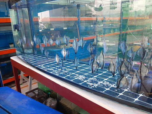 Ding Ding Aquarium & Pet Shop