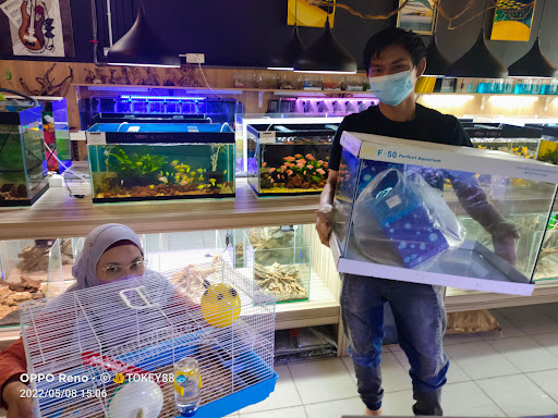 Kedai Aquarium Near Me: Panduan Lengkap Mencari Kedai Akuarium Terbaik