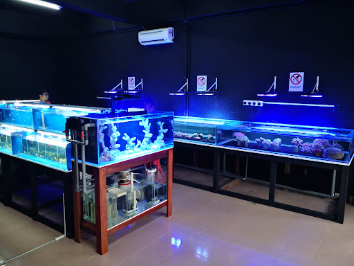 Lobang Crab Aquarium Johor Jaya