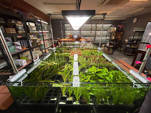 Aiden Aquascape - Nature Aquarium Studio