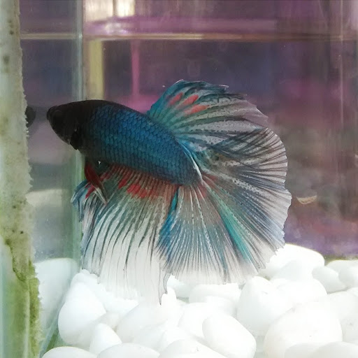 佳佳渔场 JIAJIA AQUARIUM