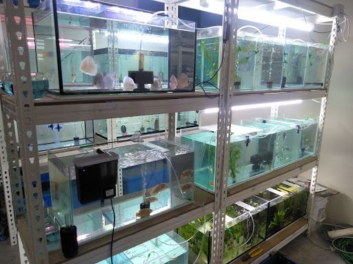 KMK PET SHOP (King Pets)