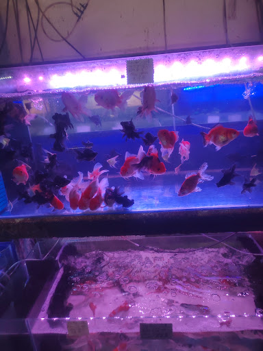 Long Foo Aquarium Centre