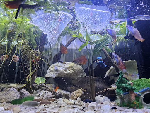 Teck Chee Aquarium Teck Chee Aquarium