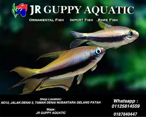 Jr guppy aquatic @ guppy johor