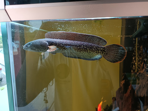 J WILD AQUATIC 囧泰水族