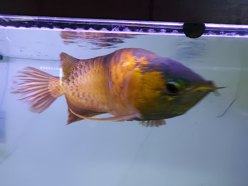 Pusat Akuarium Yih Guan