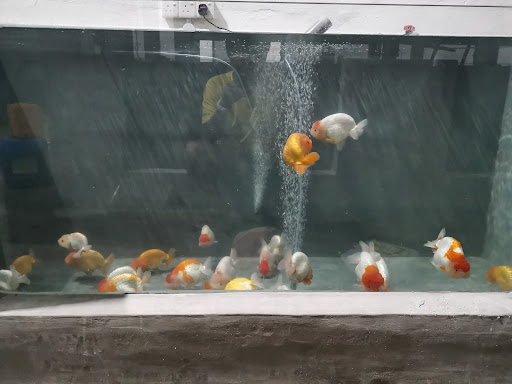 Maxxim Goldfish Sdn Bhd