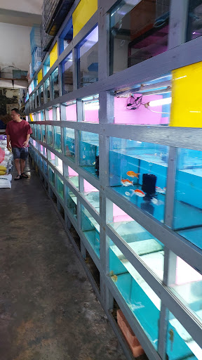Kedai Akuarium Pacific