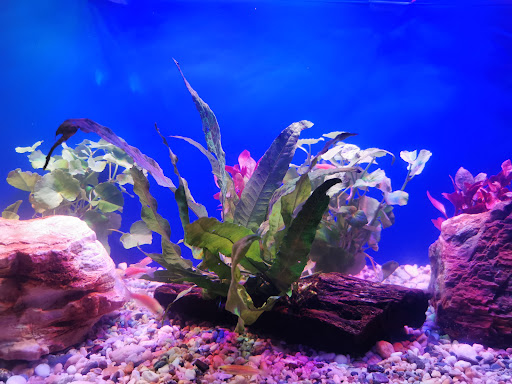 Pusat Akuarium Shui Wang