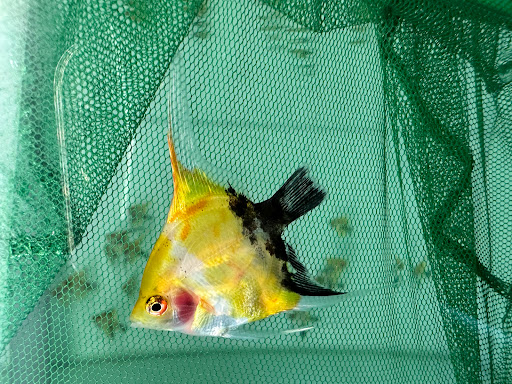 Arowana Original Trading