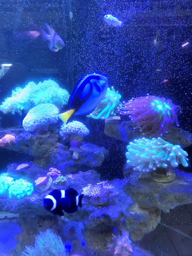 New Oasis Tropical Fish