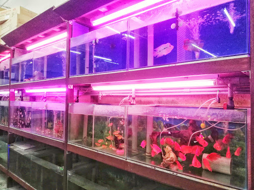 Kedai Ikan Dan Burung Chai Chai