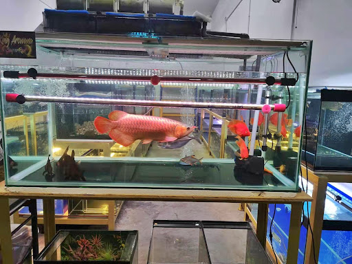 King Aquatic Super Red