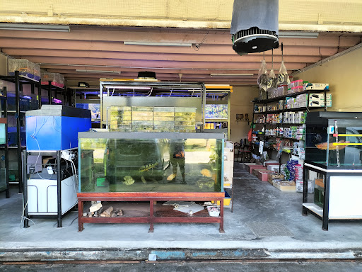 Kedai Ikan Hiasan The Little Ocean Aquarium