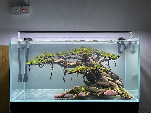 Home Aquascape