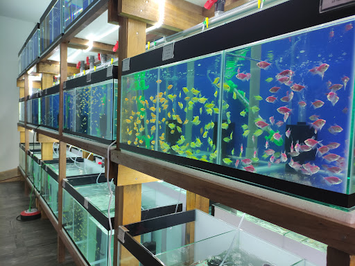 Fortune Green Design