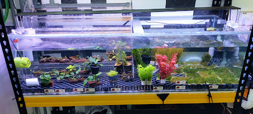 KEDAI AQUARIUM THE LABYRINTH LAB(AQUASCAPE)