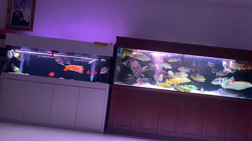 Kapuasred aQuatic Paradise