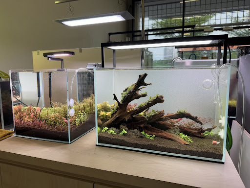 Leafy Aquatic Garden