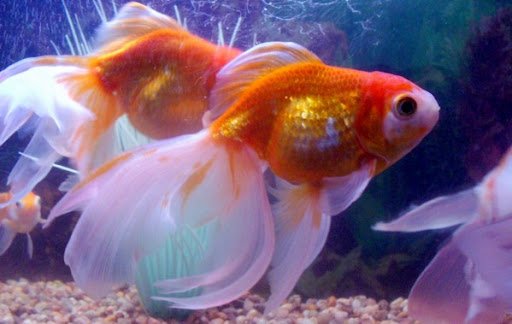 Kulai Discus Aquatics Trading