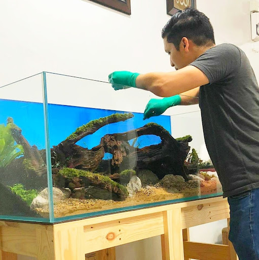 DIY Aquascape