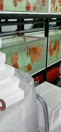 Blue World Discus Fish Aquarium