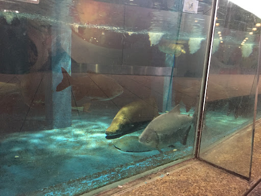 Aquarium @ Sutera Mall