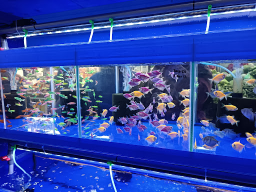 City Ocean Aquarium & Pets