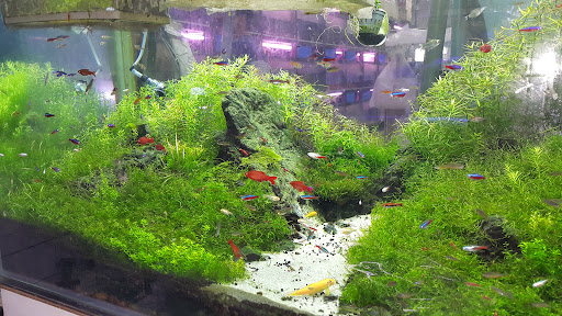 New Oasis Aqua Merchant