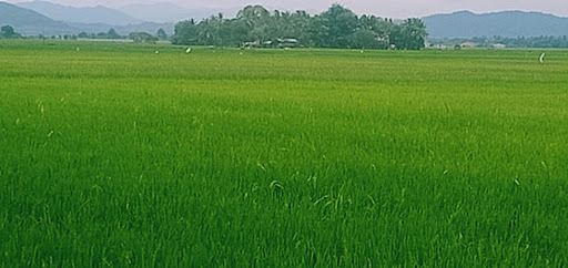 Happy Brother Aquarium & Pet Shop