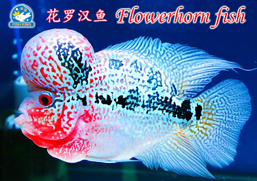 Fish King Aquarium Shop