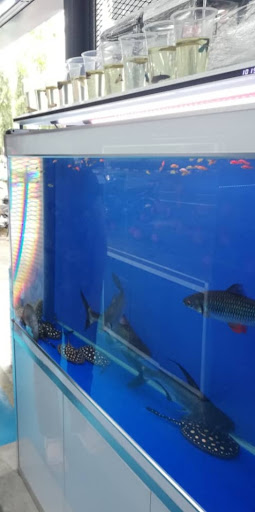 Pusat Ikan Hiasan