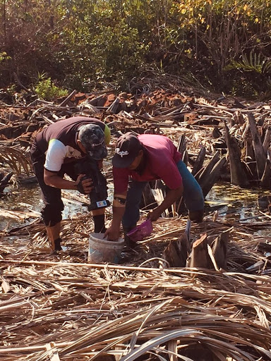 IKAN LAGA KUALA KEDAH